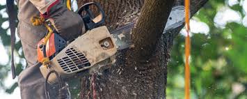 How Our Tree Care Process Works  in  Sheridan, CO