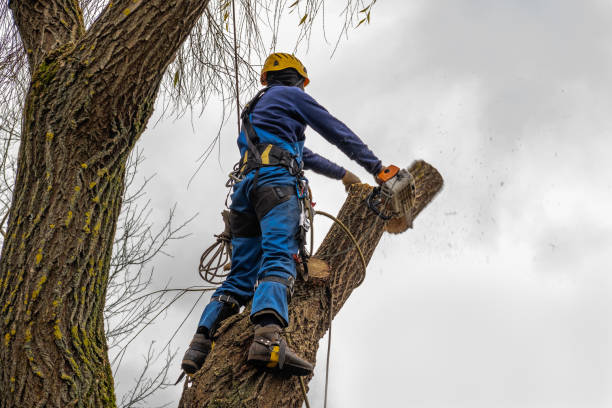 Best Emergency Tree Removal  in Sheridan, CO