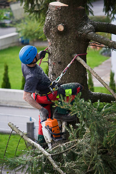 Best Aeration Services  in Sheridan, CO