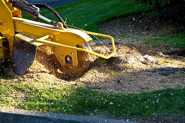 How Our Tree Care Process Works  in  Sheridan, CO