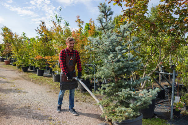 Best Storm Damage Tree Cleanup  in Sheridan, CO