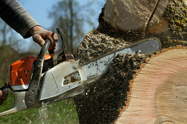 Best Tree Cabling and Bracing  in Sheridan, CO