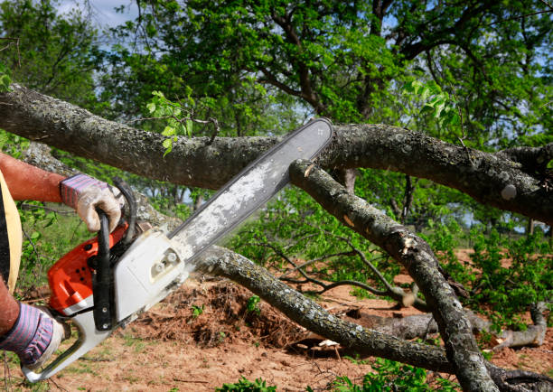 Tree and Shrub Care in Sheridan, CO